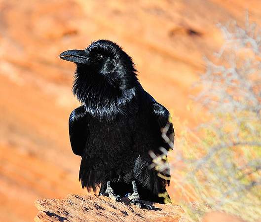 Local Resident, Horseshoe Bend