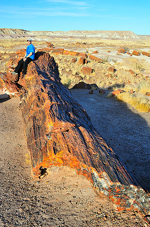 Petrified wood and petrified LK