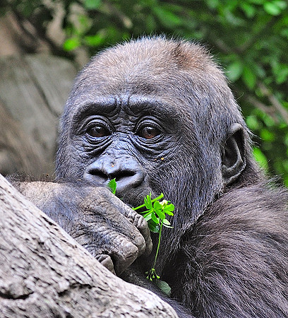 Baby gorilla III