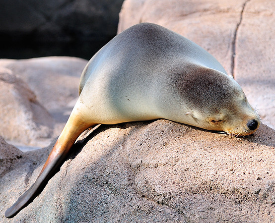 Seal rests, I