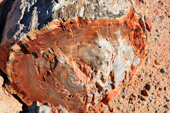 Petrified wood II