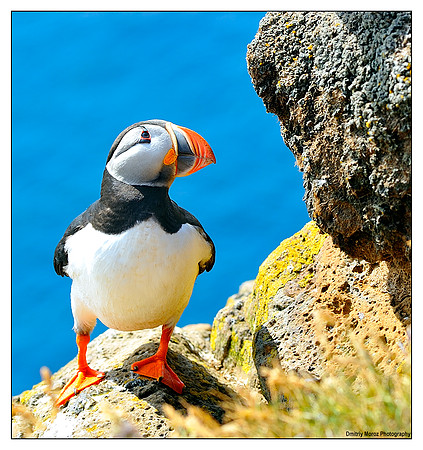 Puffins, 7