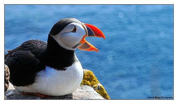 Puffins, 17