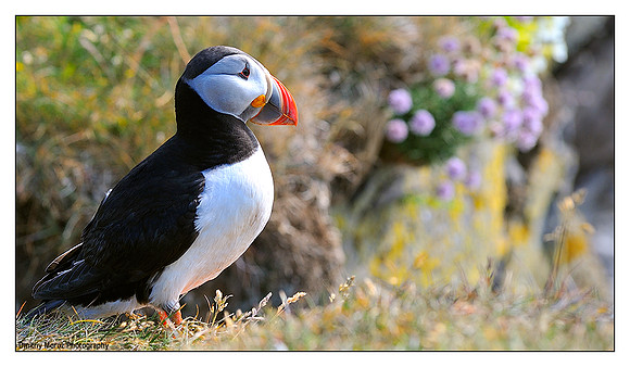 Puffins, 8