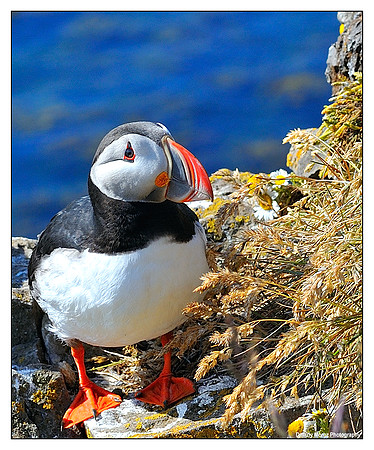 Puffins, 12