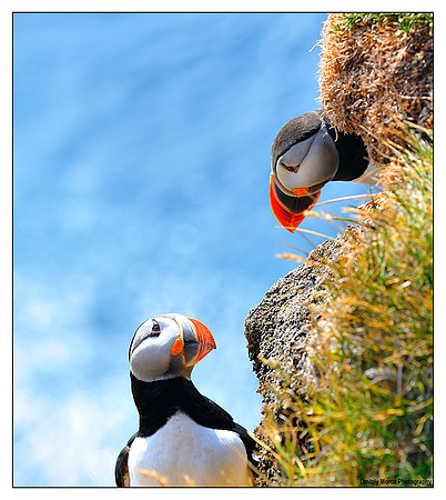Puffins, 6