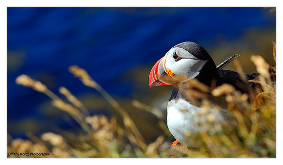 Puffins, 2