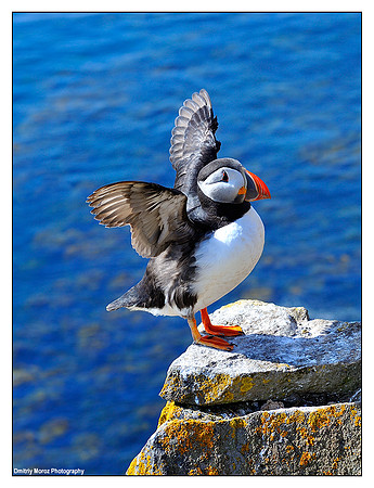 Puffins, 15