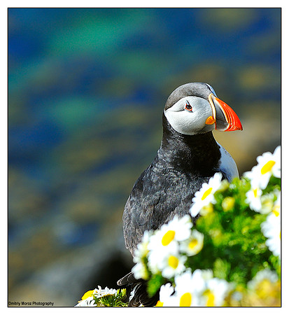 Puffins, 11