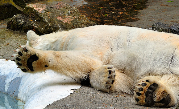 Polar Bear Shows Paws