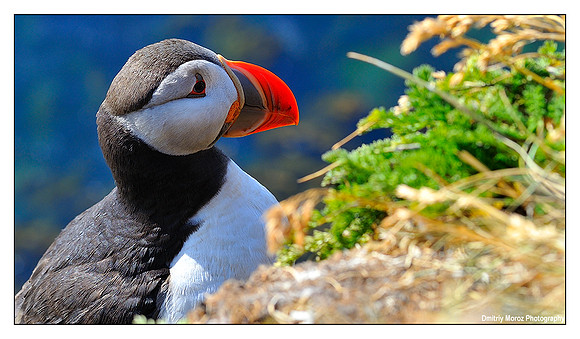 Puffins, 13