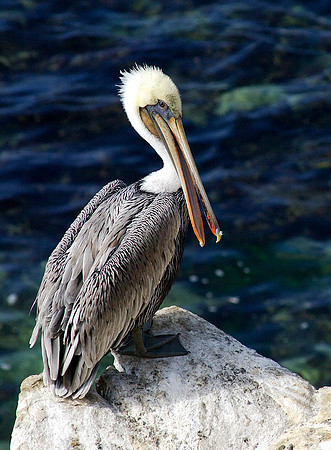 Pelican at La Jolla Cove