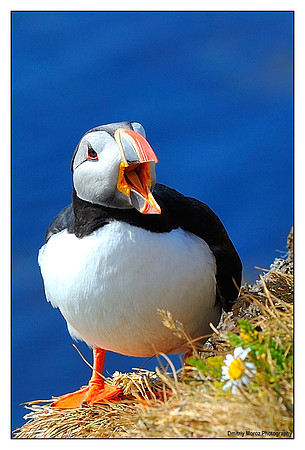 Puffins, 3