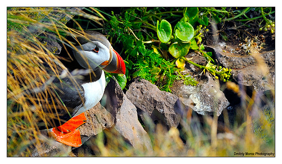 Puffins, 9