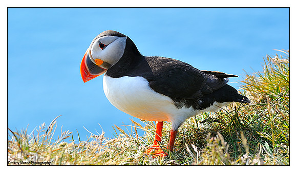 Puffins, 5
