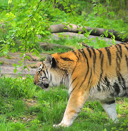 Tigress On The Prowl, II