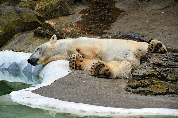 Polar Bear resting