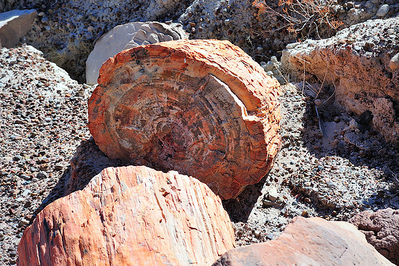 Petrified wood I