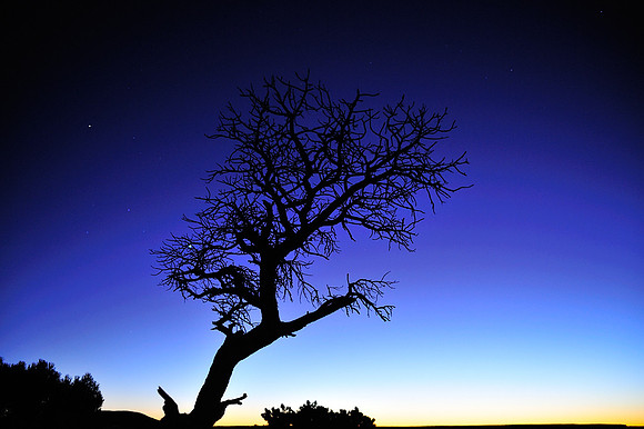 Dead Tree after sunset at Grand Canyon
