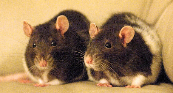 Rattus Rattus, anyone?