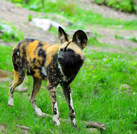 African Wild Dog