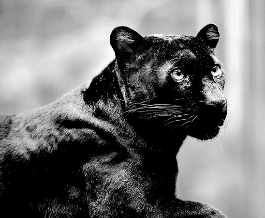 Panther II