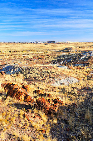 Petrified Wood V