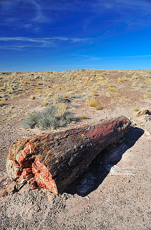 Petrified wood IV