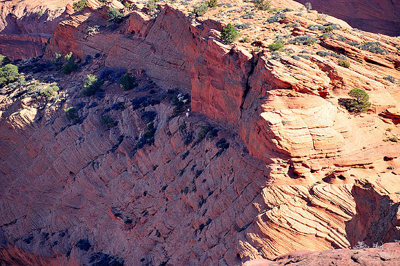 White goats graze at the escarpment side, Canyon de Chelly