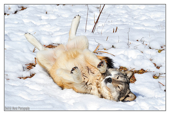 The Playful Side
