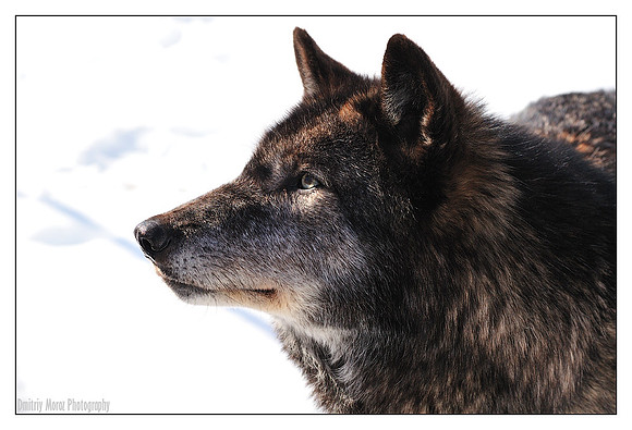 Profile Of A Leader