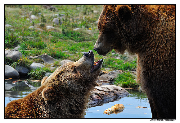 Bear Love, I