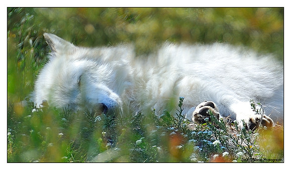 Lupine Dreaming