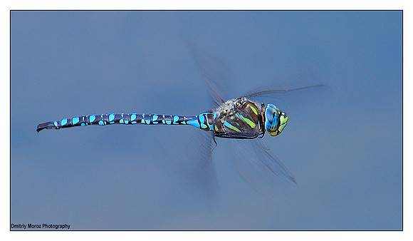 Dragon. Fly.