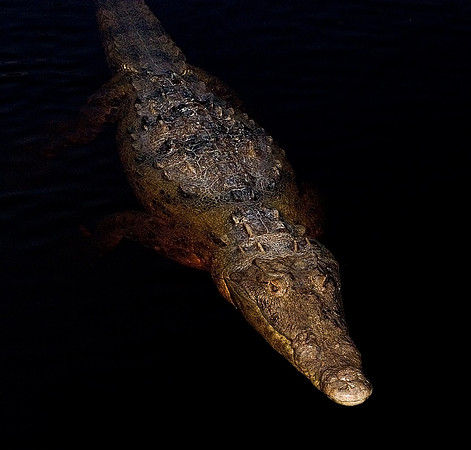 Crocodile V