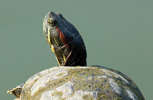 Tortoise