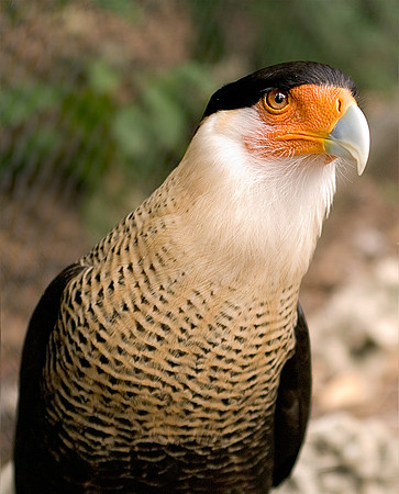 Caracara