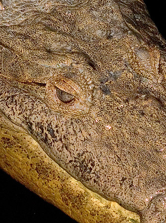 Crocodile II