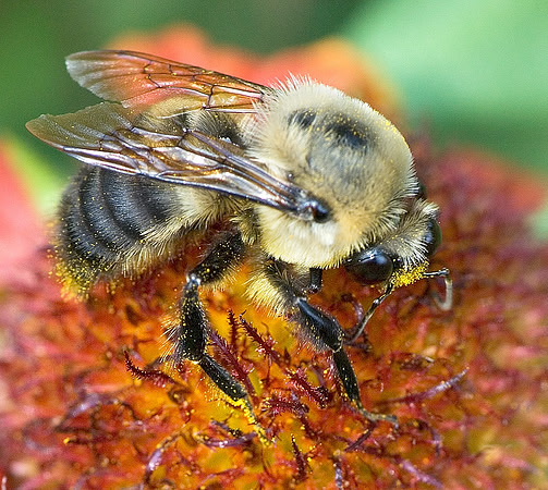 Bee on a flower