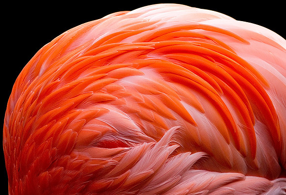 Flamingo Fire