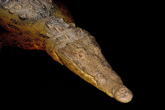 Crocodile I