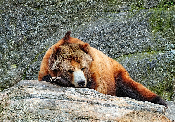 Grizzly rests