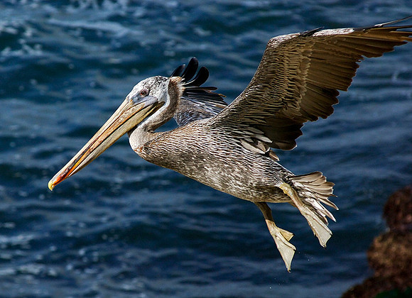 Flying Pelican at La Jolla Cove
