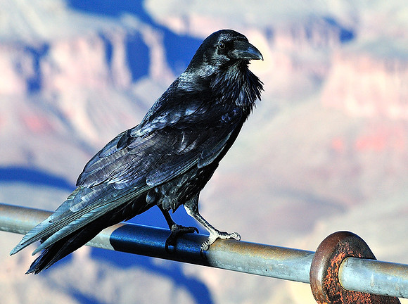Local resident, Grand Canyon