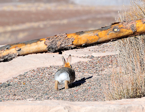 Local resident running for his life, Petrified Forest