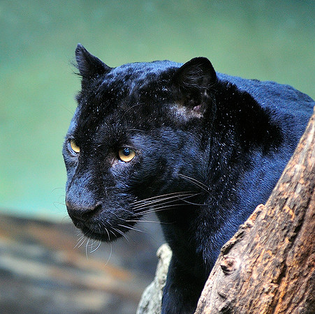 Panther I