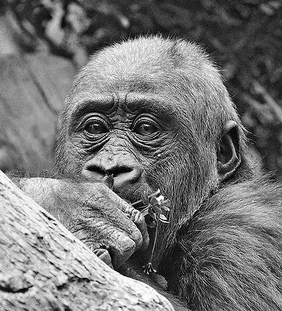 Baby Gorilla III B/W