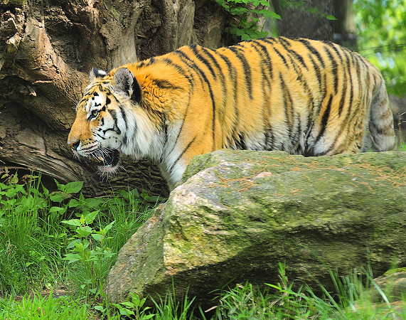 Tigress On The Prowl, I