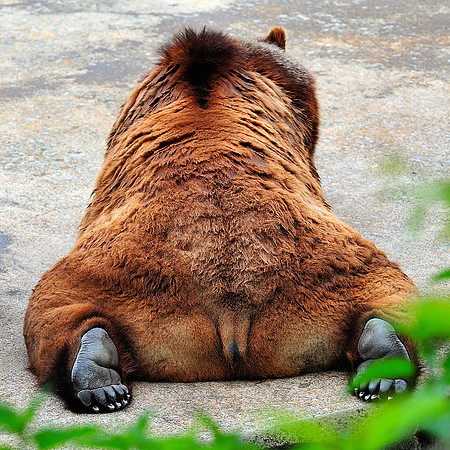Bear Ass, literally