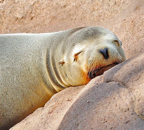 Seal rests, II